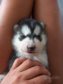 Pedigree enci cuccioli siberian husky
