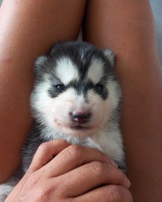 Pedigree enci cuccioli siberian husky