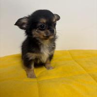 Chihuahua pelo lungo