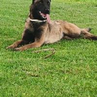Pastore belga Malinois