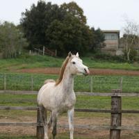 Puledro purosangue arabo egiziano 2 anni