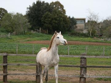 Puledro purosangue arabo egiziano 2 anni