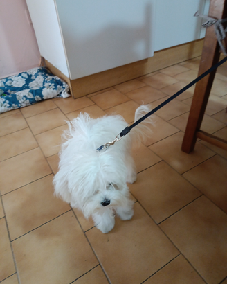 Maltese Toy per monta