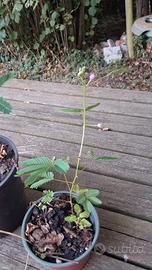 mimosa pudica