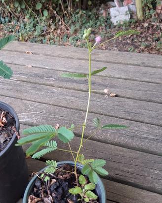 mimosa pudica