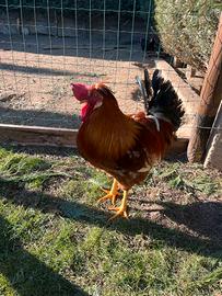 Gallo nostrano