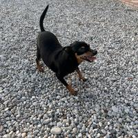 Pinscher nano