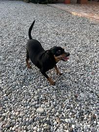 Pinscher nano