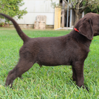 Labrador chocolate