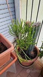 Piante di Euphorbia Leucodendron senza vaso