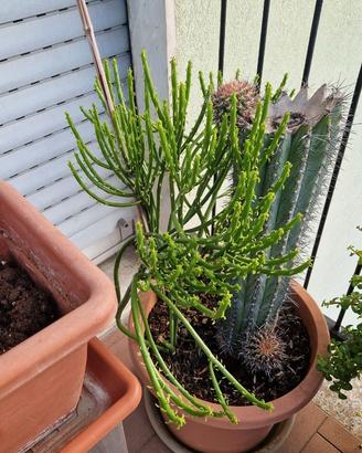 Piante di Euphorbia Leucodendron senza vaso