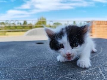 Gattini svezzati disponibili subito