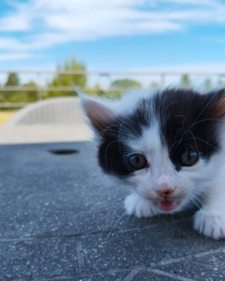 Gattini svezzati disponibili subito