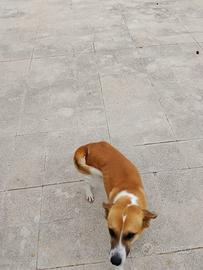 Cane adozione