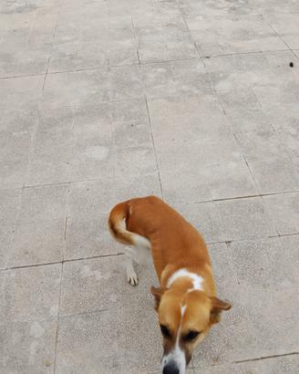 Cane adozione