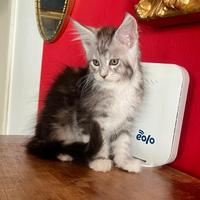 Allevamento AUTORIZZATO gatti Maine Coon