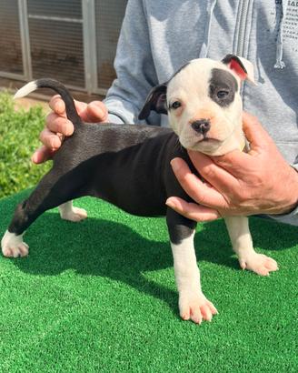 American Pit Bull terrier