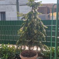 Pianta di abete bianco