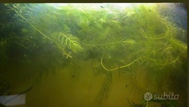 Piante galleggianti per acquario