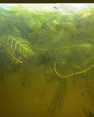 Piante galleggianti per acquario