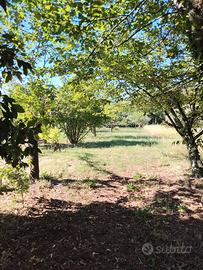 Terreno di 2600mq località calvi Risorta