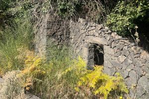 Terreno con casolare e alberi di ulivo