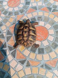 Piccola tartaruga hermmany