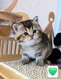 British shorthair maschio