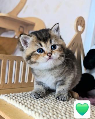 British shorthair maschio