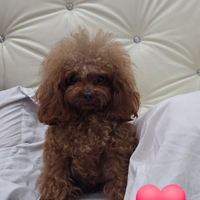 Tea cup in stazione di monta 18cm