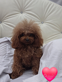 Tea cup in stazione di monta 18cm