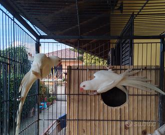 Parrocchetti dal collare