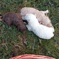 Lagotto romagnolo cuccioli tartufo