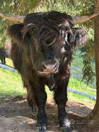 Vitelli Highlander