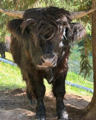 Vitelli Highlander