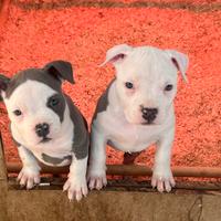 Cuccioli Amstaff Blue Disponibili