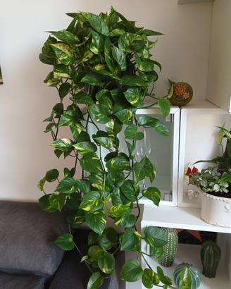 Pothos