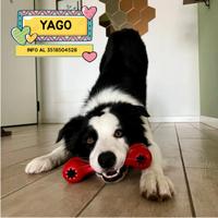 YAGO border collie 4 anni in adozione