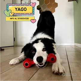 YAGO border collie 4 anni in adozione