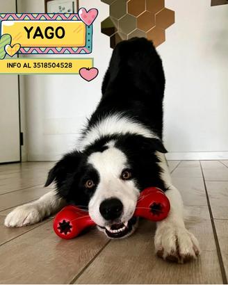 YAGO border collie 4 anni in adozione