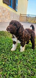 Cuccioli lagotto romagnolo con pedigree ROI ENCI