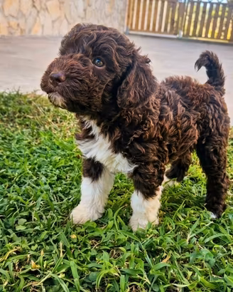 Cuccioli lagotto romagnolo con pedigree ROI ENCI