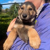 Cucciolo 3 mesi mix akita inu