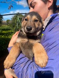 Cucciolo 3 mesi mix akita inu