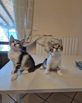 Gattine affettuose e coccolose