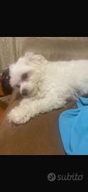 Maltese