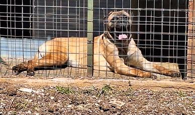 Bullmastiff