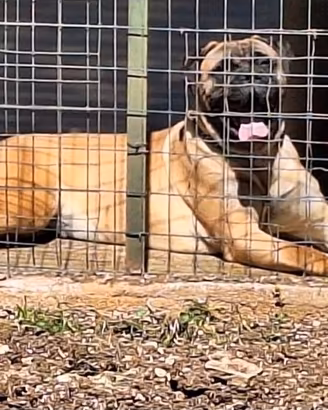 Bullmastiff
