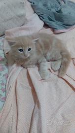 Gattino maschio pelo semilungo 😺🏡❤️