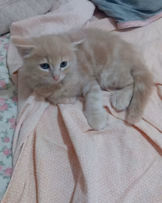 Gattino maschio pelo semilungo 😺🏡❤️